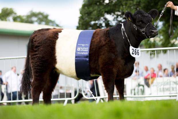 Breed Champion at RHS 2016 2yo Heifer Broadmeadows May the 30th by Clifton Hercules