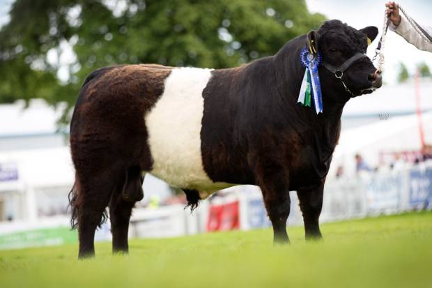 Reserve Champion Bull RHS 2016 2yo Broadmeadows Jamie by Clifton Hercules