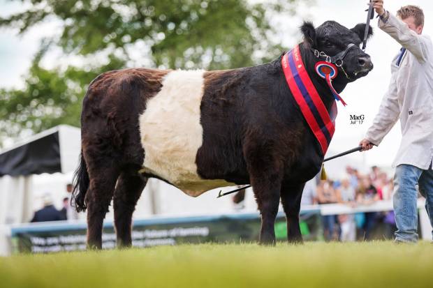 Breed Champion CLIFTON CELANDINE 2YO Daughter of CLIFTON HERCULES