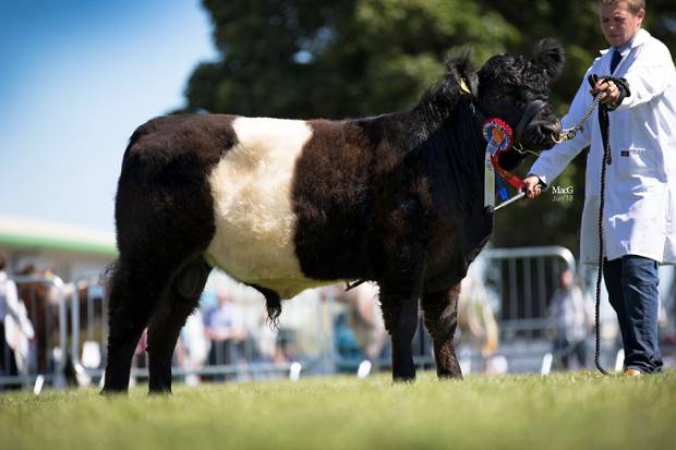 Champion Junior Bull Clifton Darwin