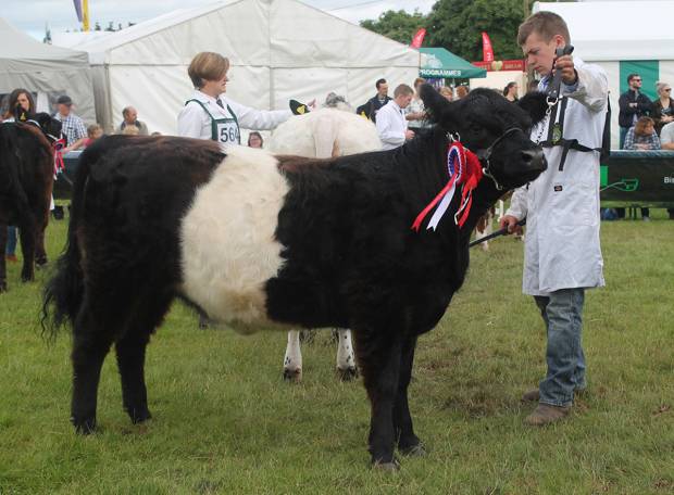 CLIFTON CELANDINE, JUNIOR CHAMPION GYS 2016