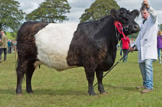 Dam Clifton Locket, Junior Champion RHS and Breed Champion 2015