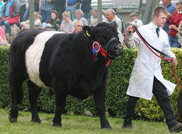 BROADMEADOWS JAMIE, CHAMPION BULL AND RESERVE BREED CHAMPION IN GRAND PARADE GYS 2016