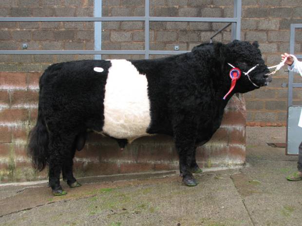 PLUS Sire Southfield Major Ronaldo. Champion Bull RHS, GYS. 2013