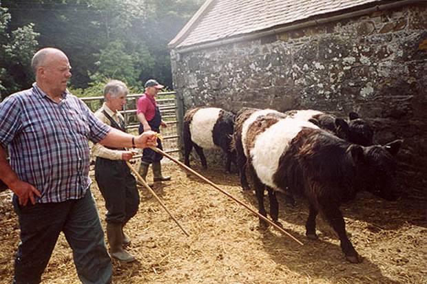Alastair and Flora Stuart with first heifers leaving Mochrum August 2003, Mochrum Jadee in foreground.