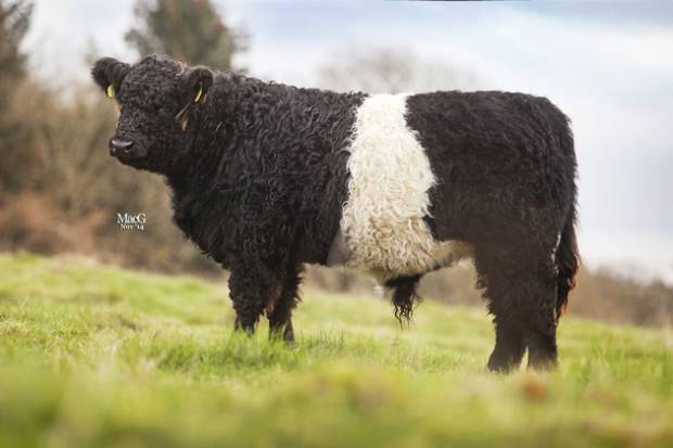 Broadmeadows Jamie - Bull calf 6 month old, Sire is Clifton Hercules
