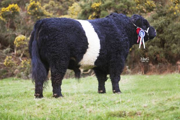 Clifton Hercules, who is now one of our Stock bulls whose semen is sought world wide