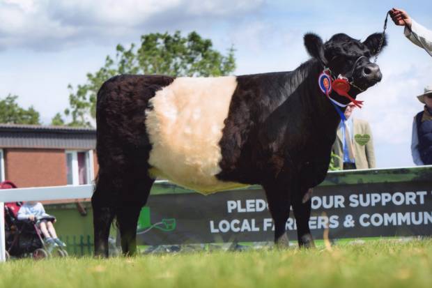 Southfield Curiosity, Junior Heifer Champion at RHS 2014