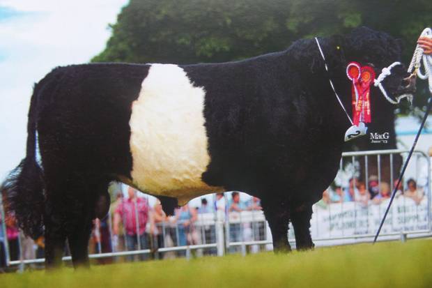 Southfield Major Ronaldo who is also producing wonderful growth progeny