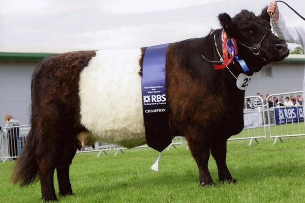Mochrum Jadee  - Supreme Champion RHS 2009, Dam of Clifton Hercules