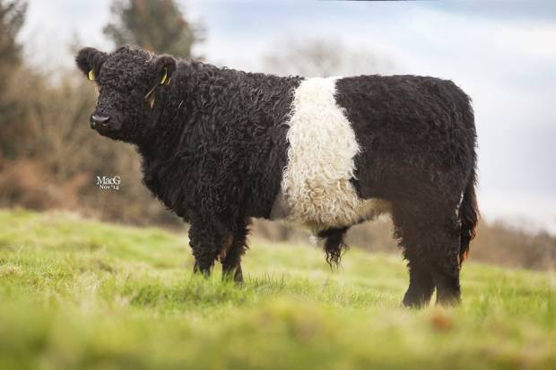 Broadmeadows Jamie - Bull calf 6 month old
