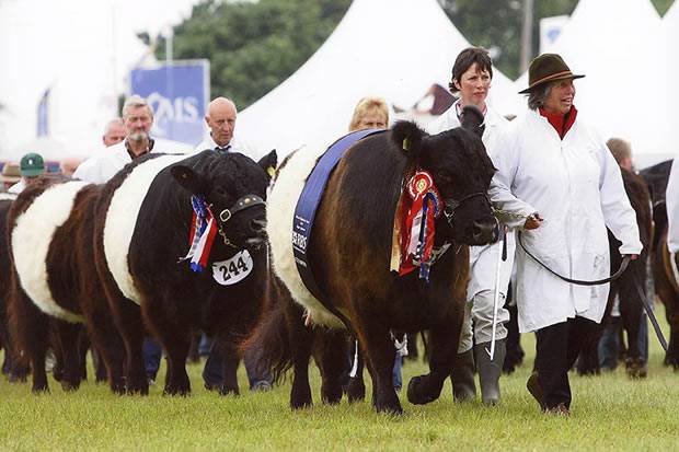 Belted Galloways for Sale