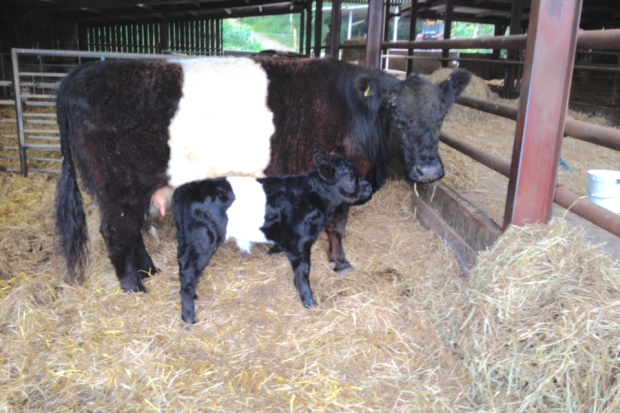 Clifton Cow and Calf