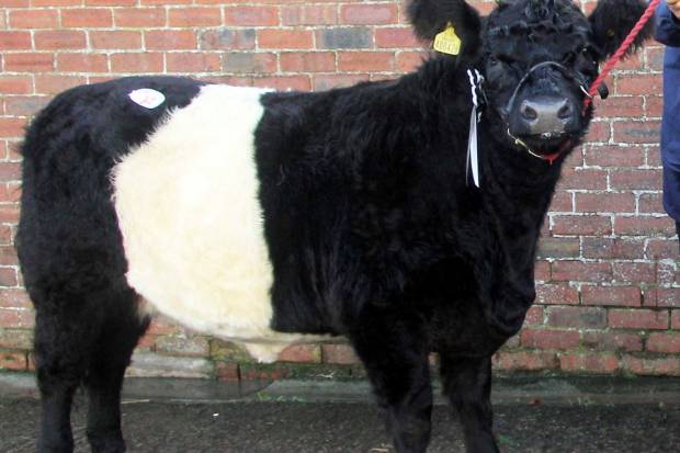 Record Price For Belted Galloway Female