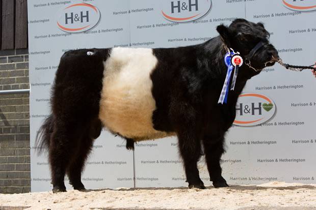 Harrison & Hetherington Sale, Carlisle