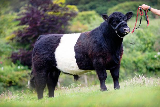 CLIFTON ACE - Outstanding Young Bull by CLIFTON HERCULES