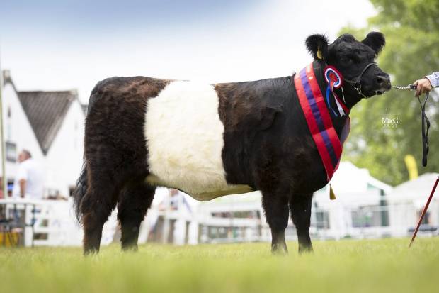 Breed Champion Great Yorkshire Show 2021