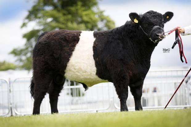 Royal Highland Showcase 2021 - Champion Bull and Reserve Champion