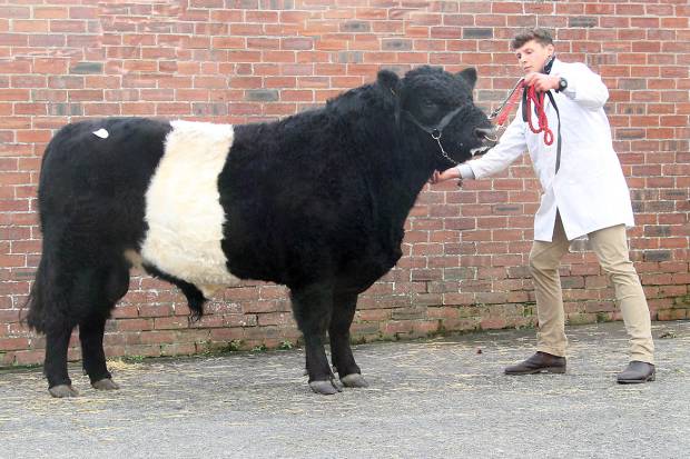 CLIFTON ACE TRUMPS AT CASTLE DOUGLAS!