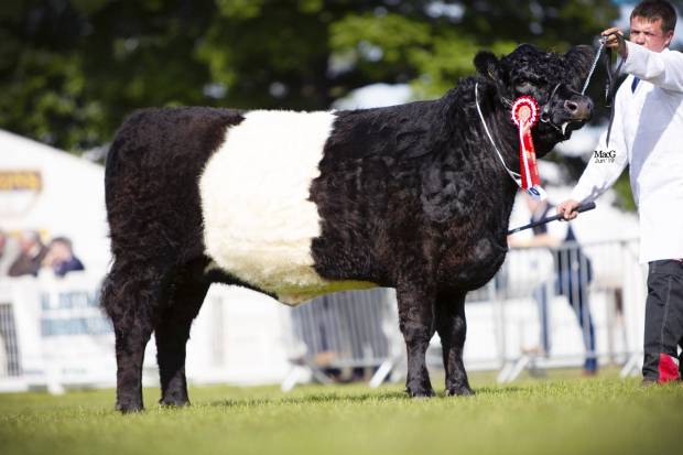 Royal Highland Show 2019 - Champion Junior Heifer and Reserve Champion Female