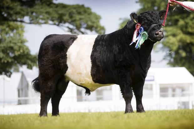Royal Highland Show 2019 - Champion Yearling Bull and Reserve Champion Bull