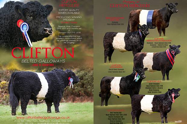 Clifton Belted Galloways - Home of Champions