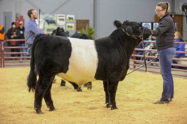 Pine View EMMY LOU (AI) 2yo daughter of CLIFTON HERCULES. Sold for $6750