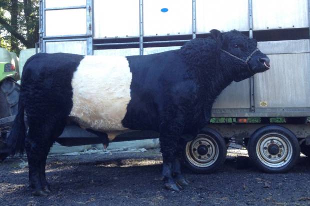 Champion Bull Great Yorkshire Show 2017