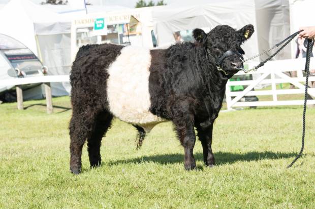 Reserve Junior Champion - Great Yorkshire Show 2017