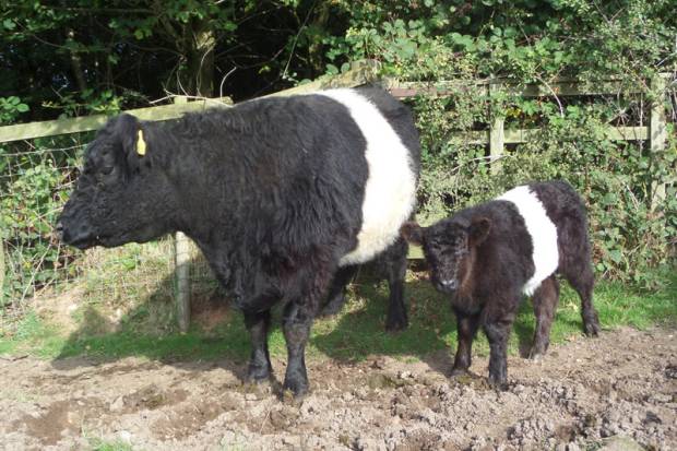 Clifton Absolutely Fabulous