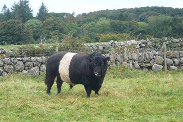 Ballamoar Hercules sire of Clifton Hercules