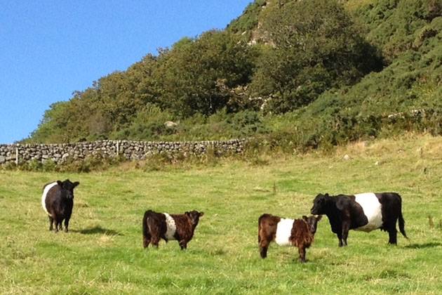 Herd in field